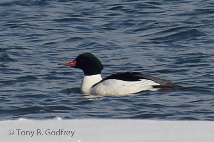 morčák velký - ML206428511