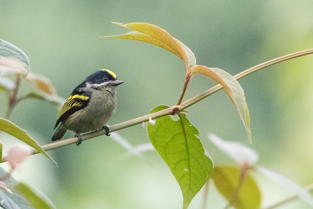 Western Tinkerbird - Peter  Steward