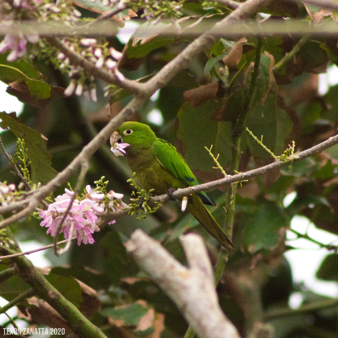 Olive-throated Parakeet - ML206430411