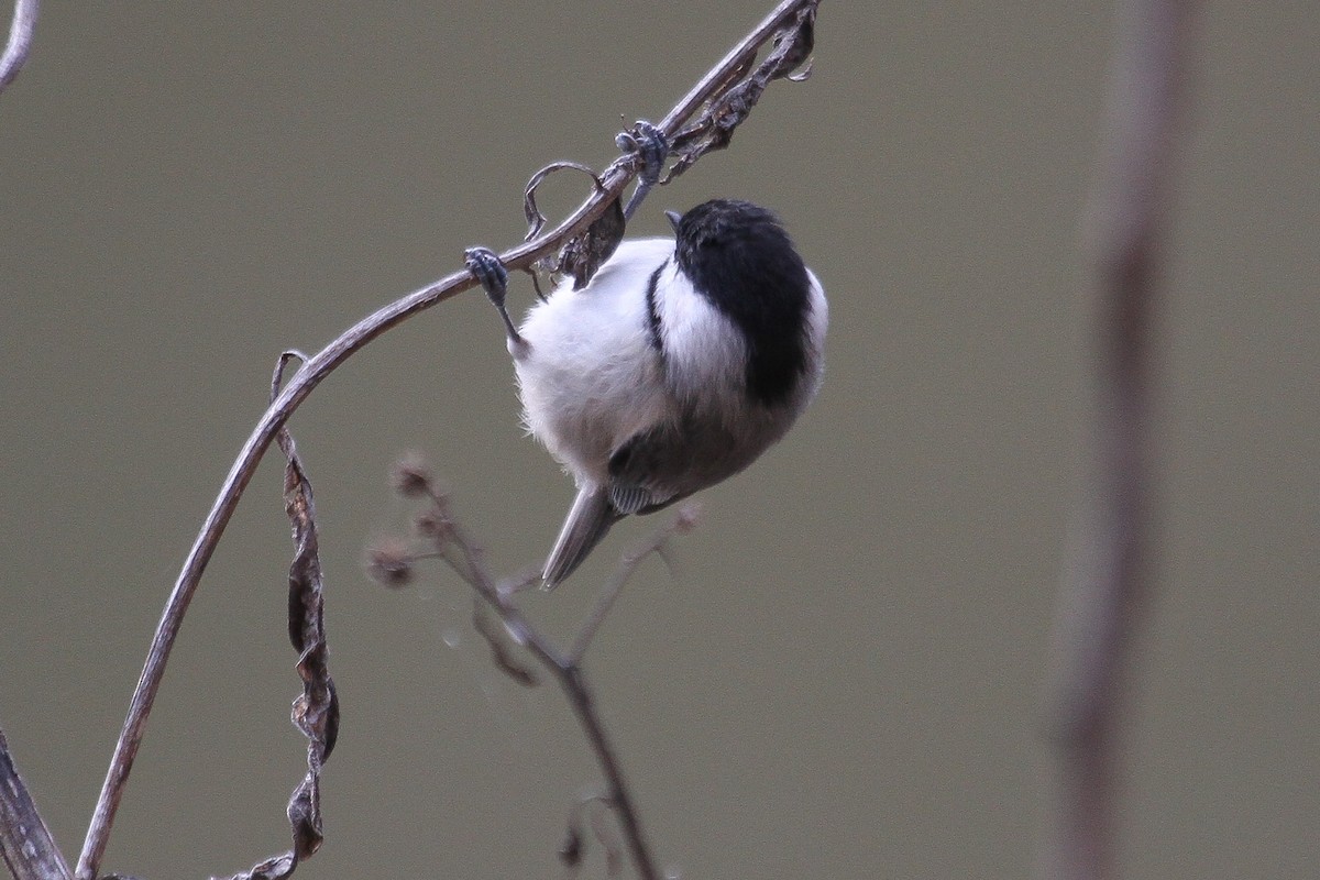 Carolina Chickadee - ML206433571