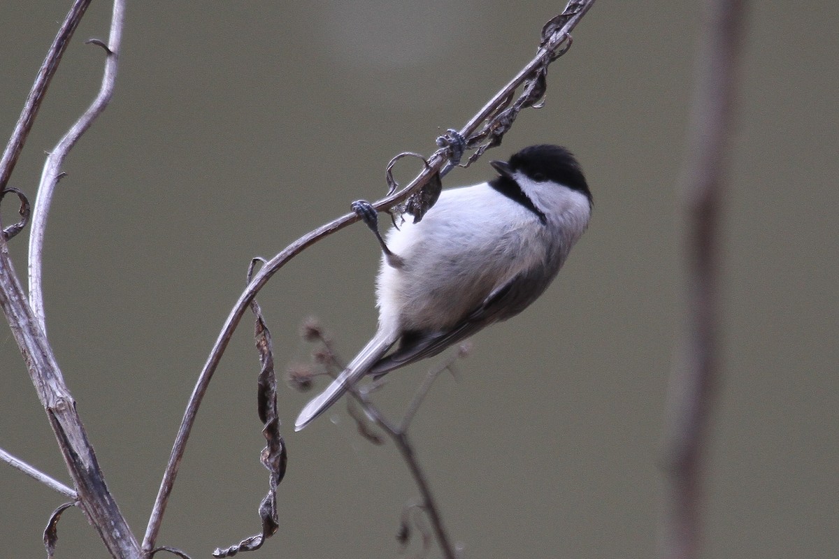 Carolina Chickadee - ML206433591