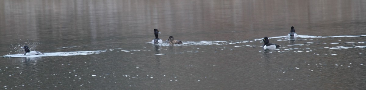 Ring-necked Duck - ML206433641