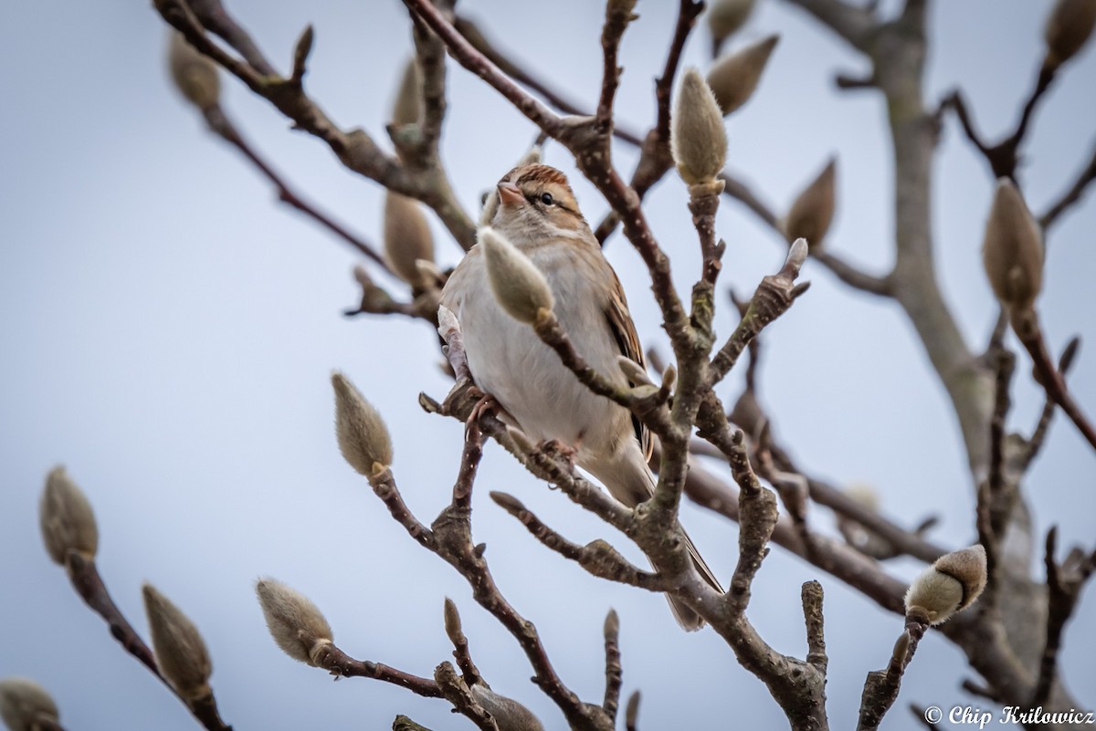 Chipping Sparrow - Chip Krilowicz