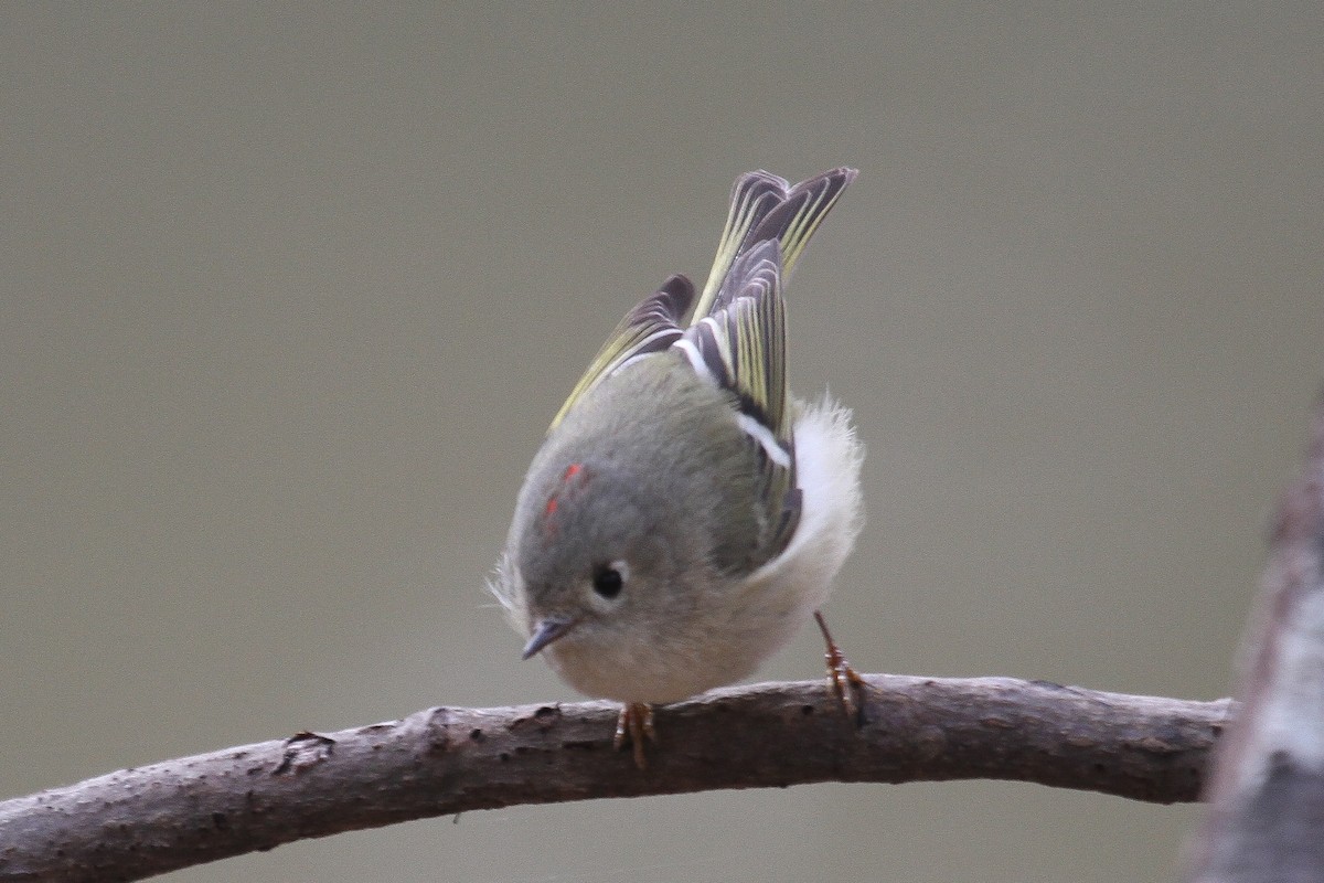 Ruby-crowned Kinglet - Kent Fiala