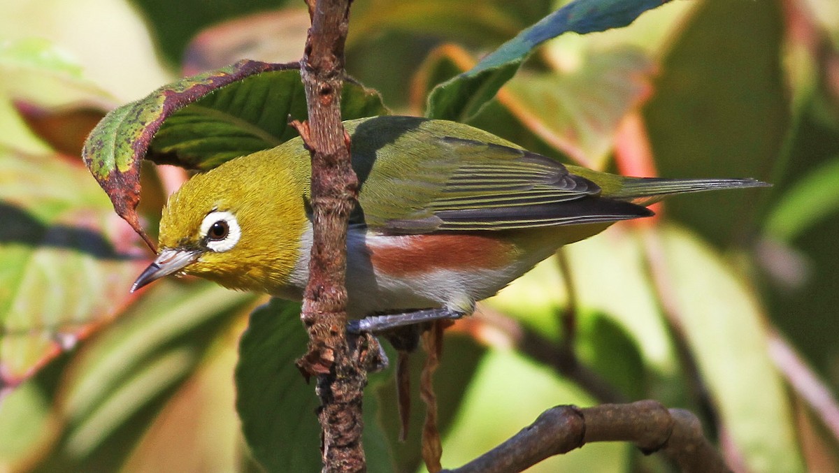 Chestnut-flanked White-eye - ML206435231