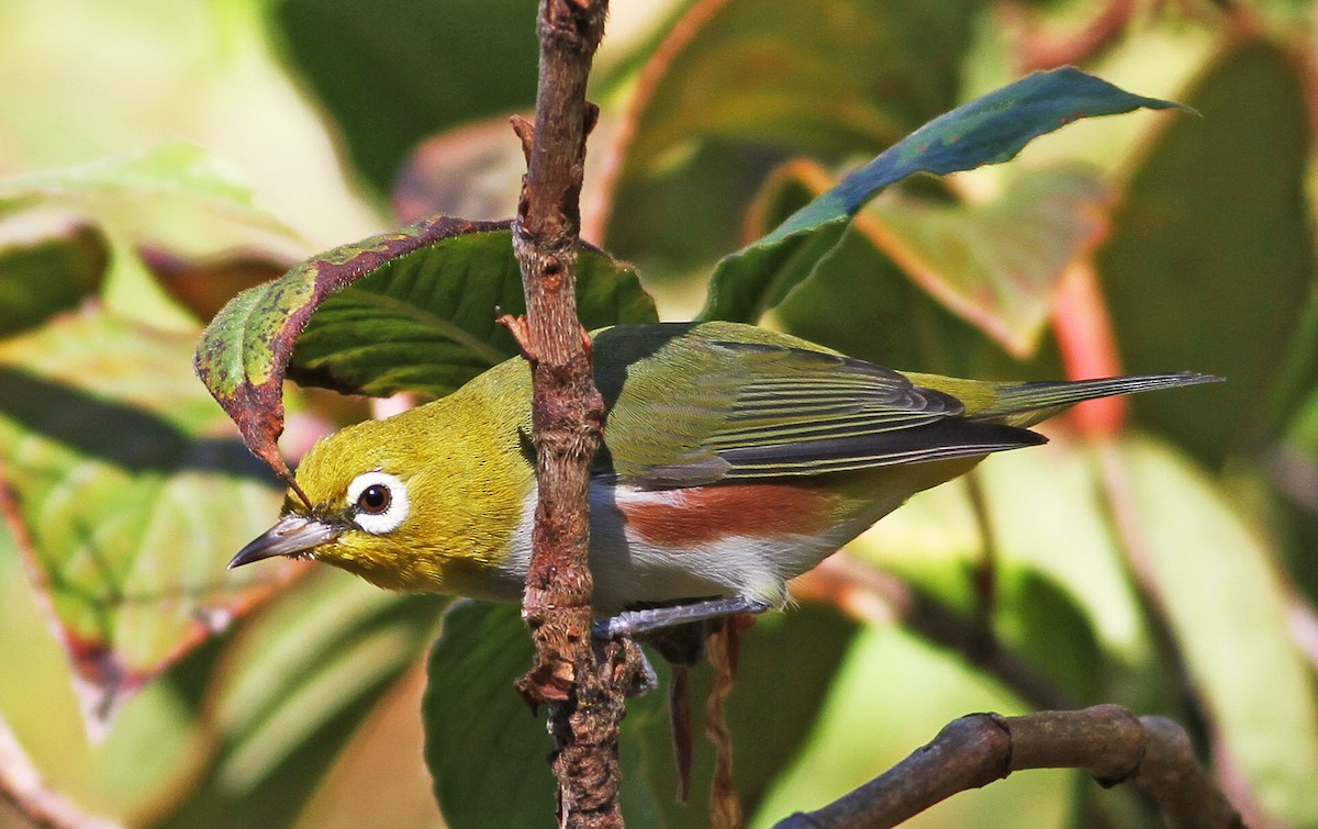 Chestnut-flanked White-eye - ML206435251