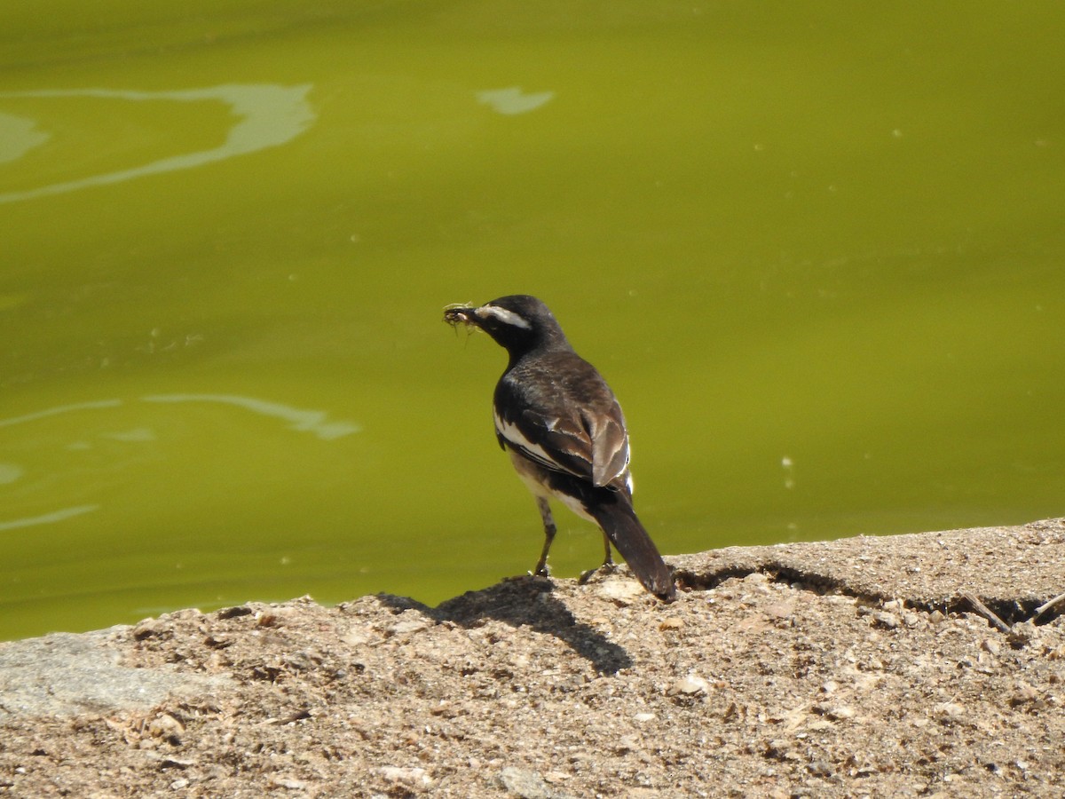 White-browed Wagtail - ML206435591