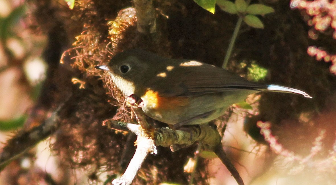 Red-flanked Bluetail - Mark  Hogarth