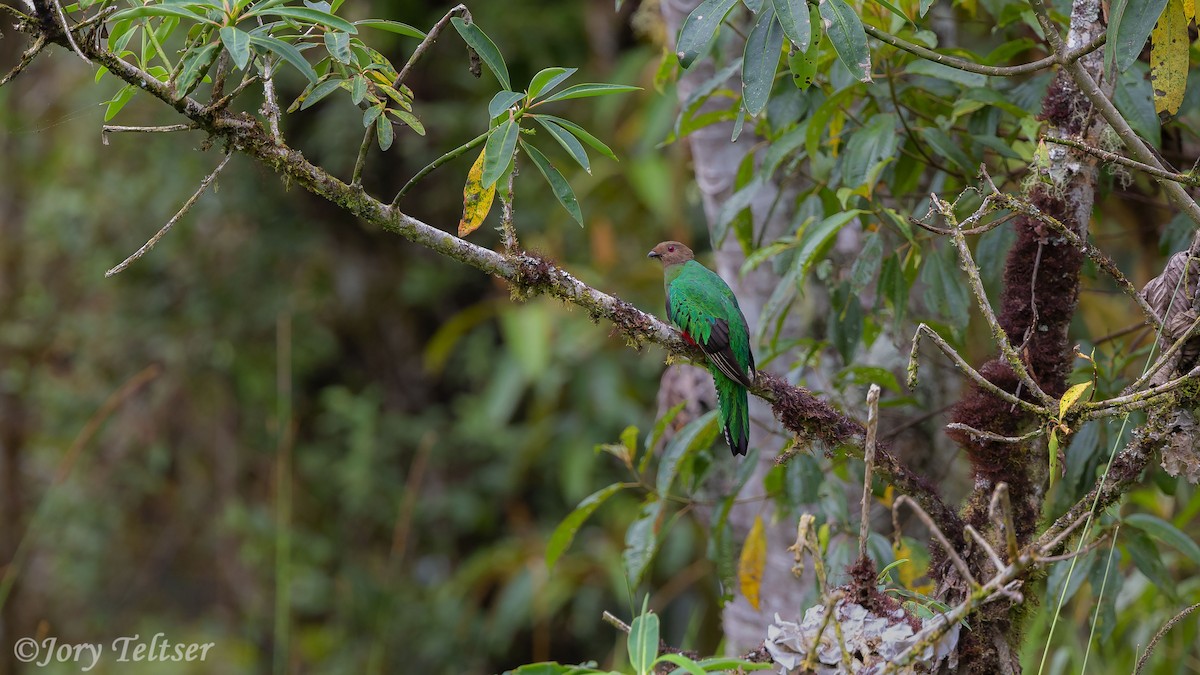 Crested Quetzal - ML206435831