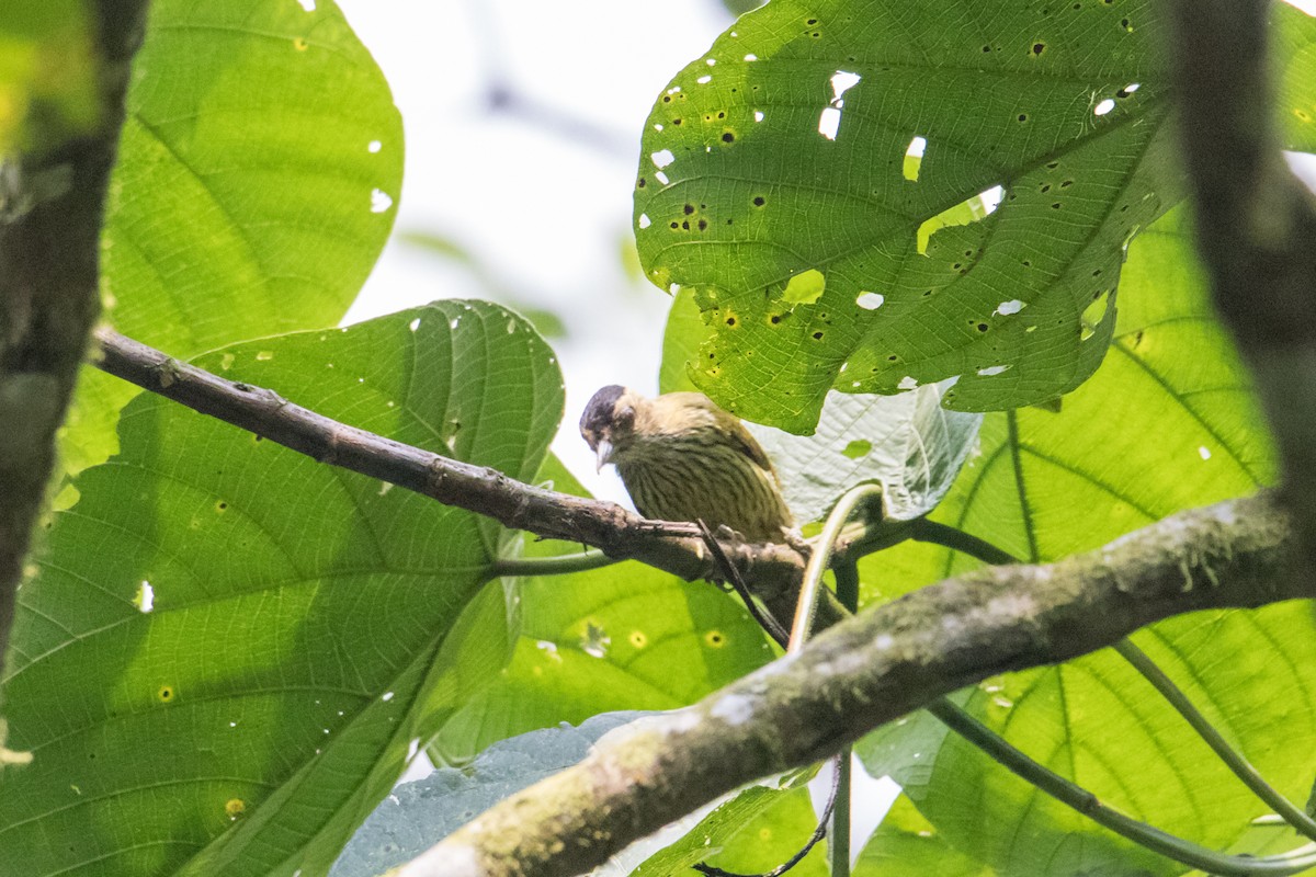 Elliot's Woodpecker (Elliot's) - ML206436151