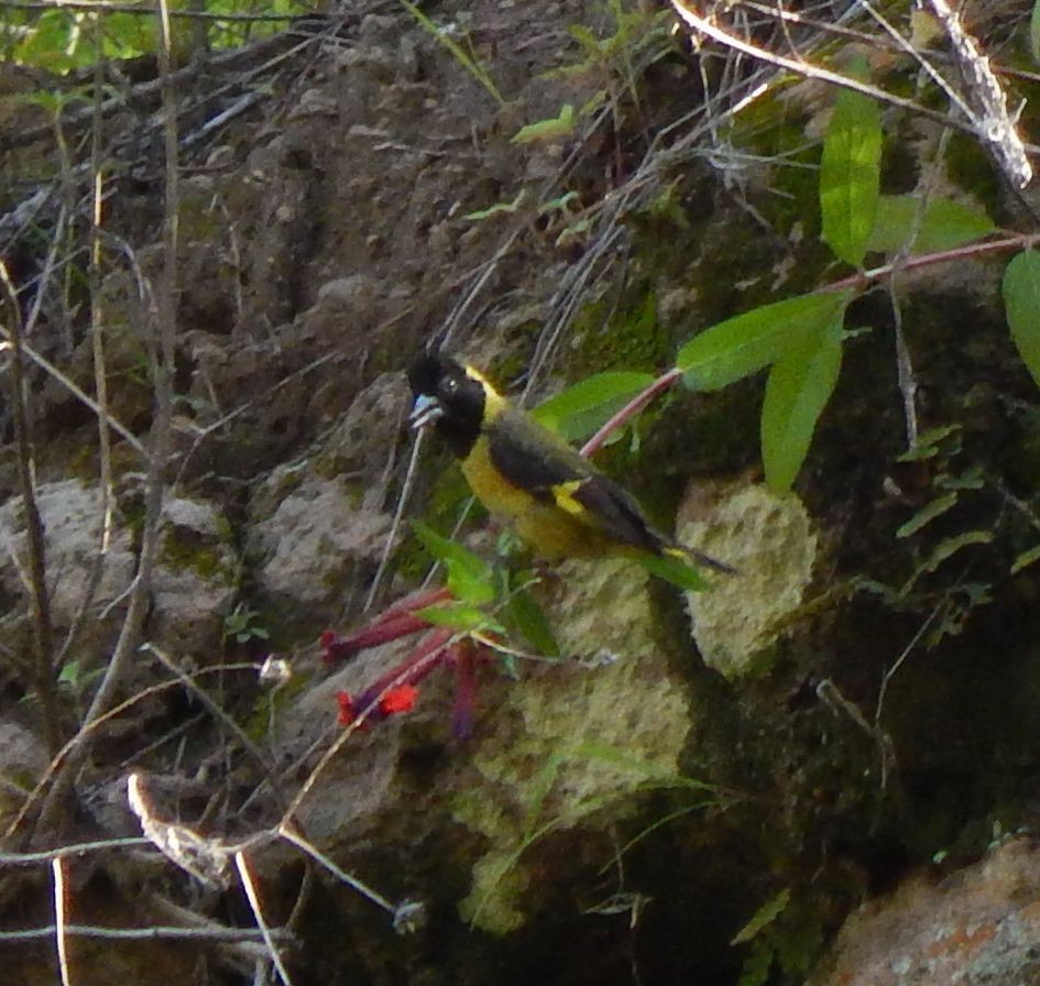 Black-headed Siskin - ML20643691