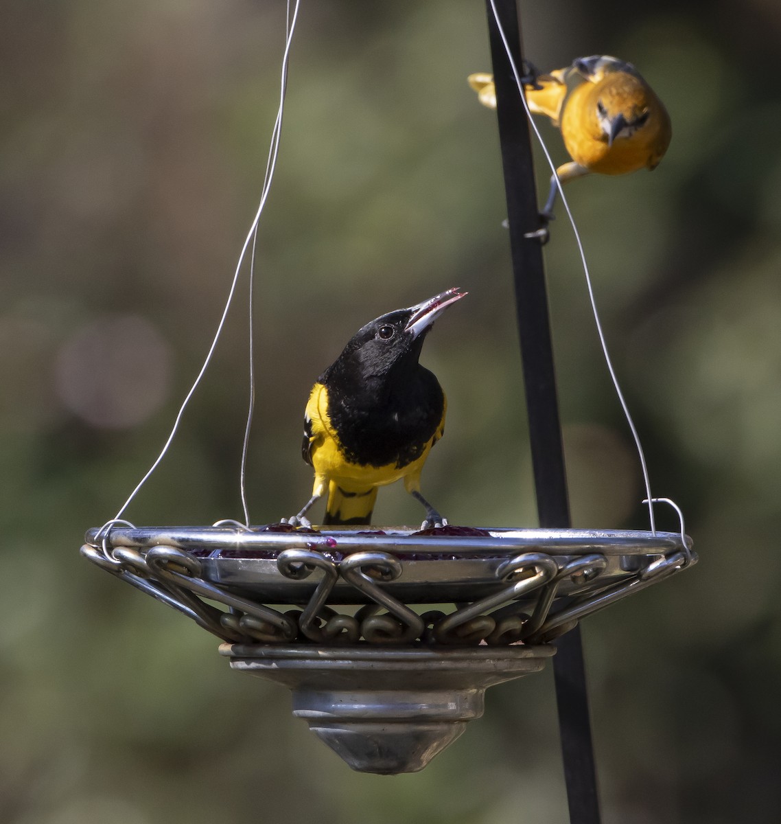 Oriole jaune-verdâtre - ML206437361