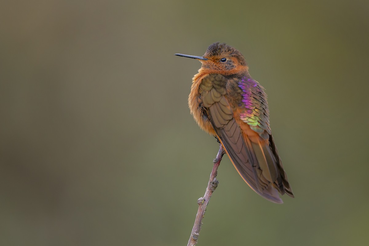 Shining Sunbeam - Jory Teltser