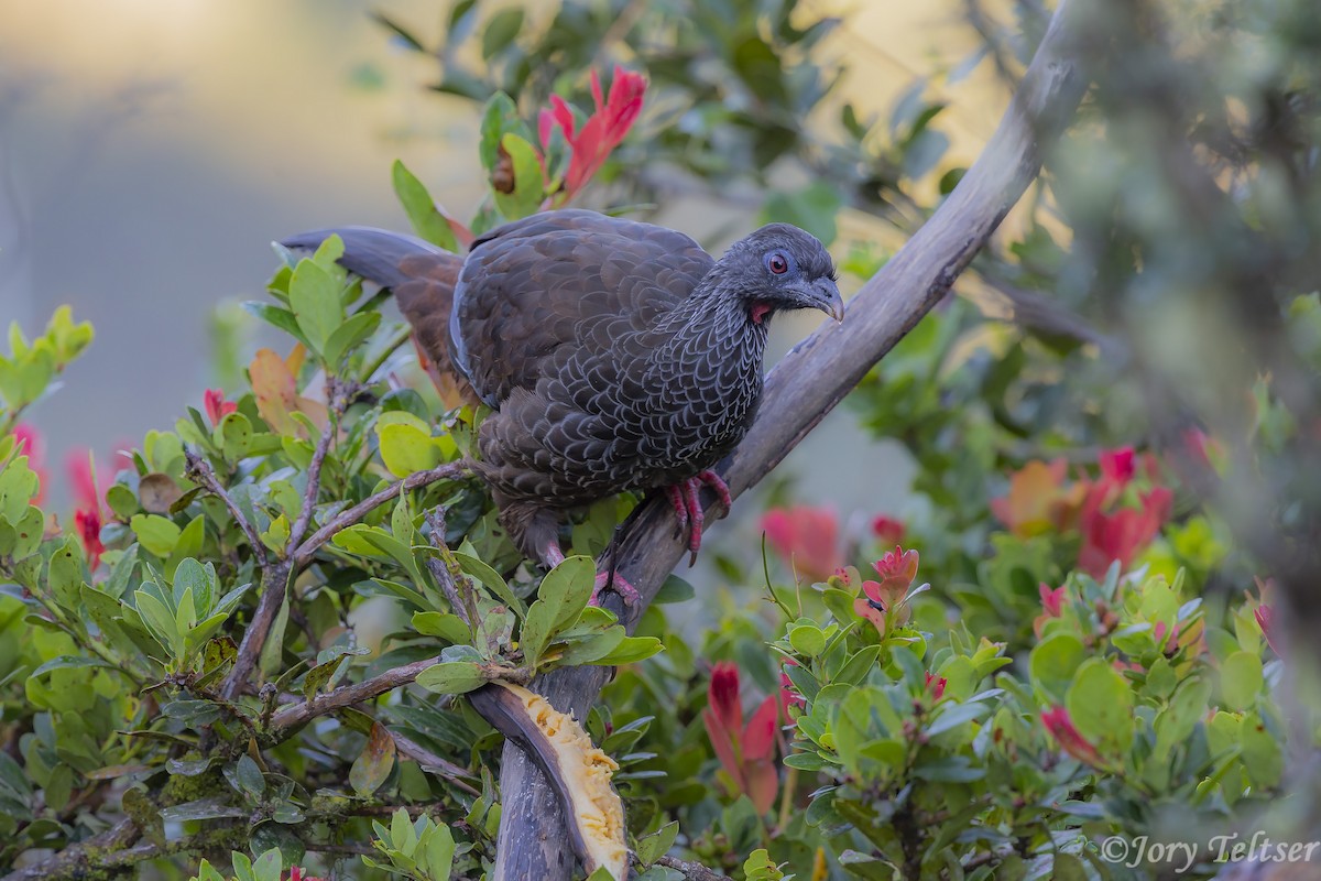 Andean Guan - ML206437771