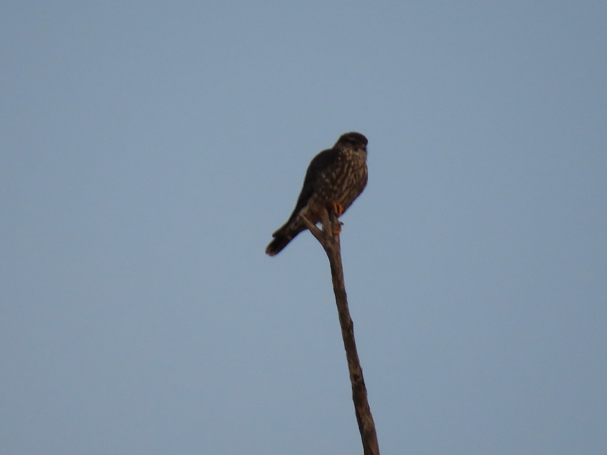 Merlin - ML206437801