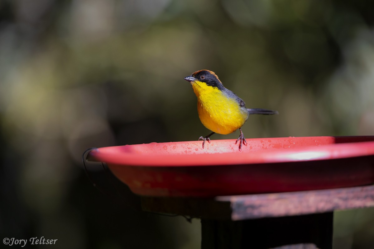 Atlapetes Pechiamarillo (grupo latinuchus) - ML206437891