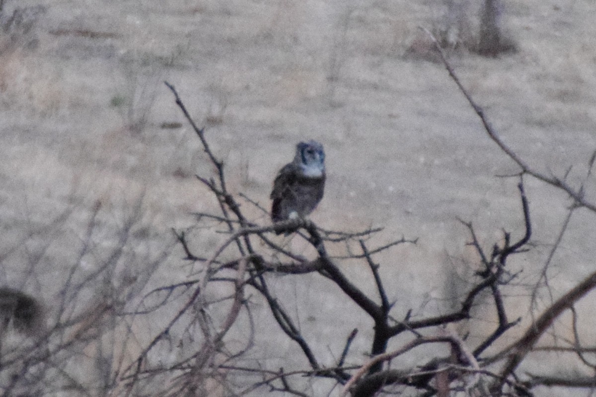 Verreaux's Eagle-Owl - ML206439071