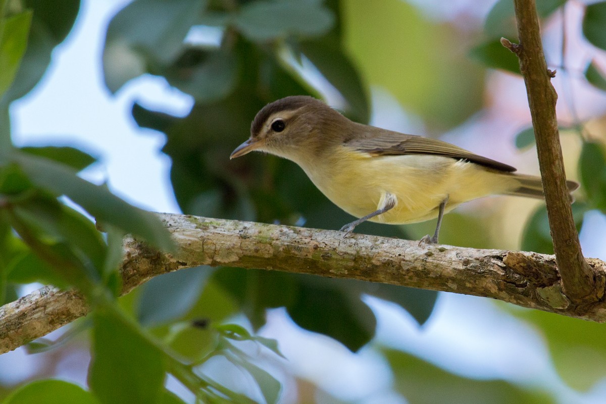 Brown-capped Vireo - ML206439211