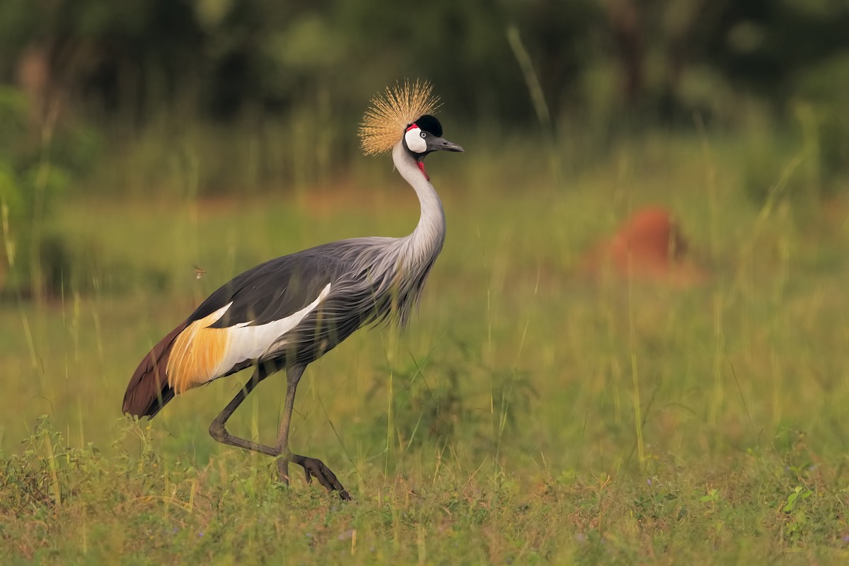 Gray Crowned-Crane - Marco Valentini