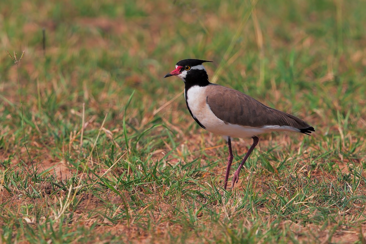 Black-headed Lapwing - ML206441511