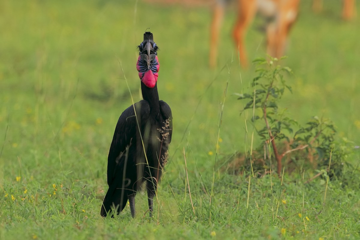 Abyssinian Ground-Hornbill - ML206441591