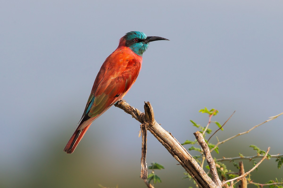 Northern Carmine Bee-eater - ML206441671