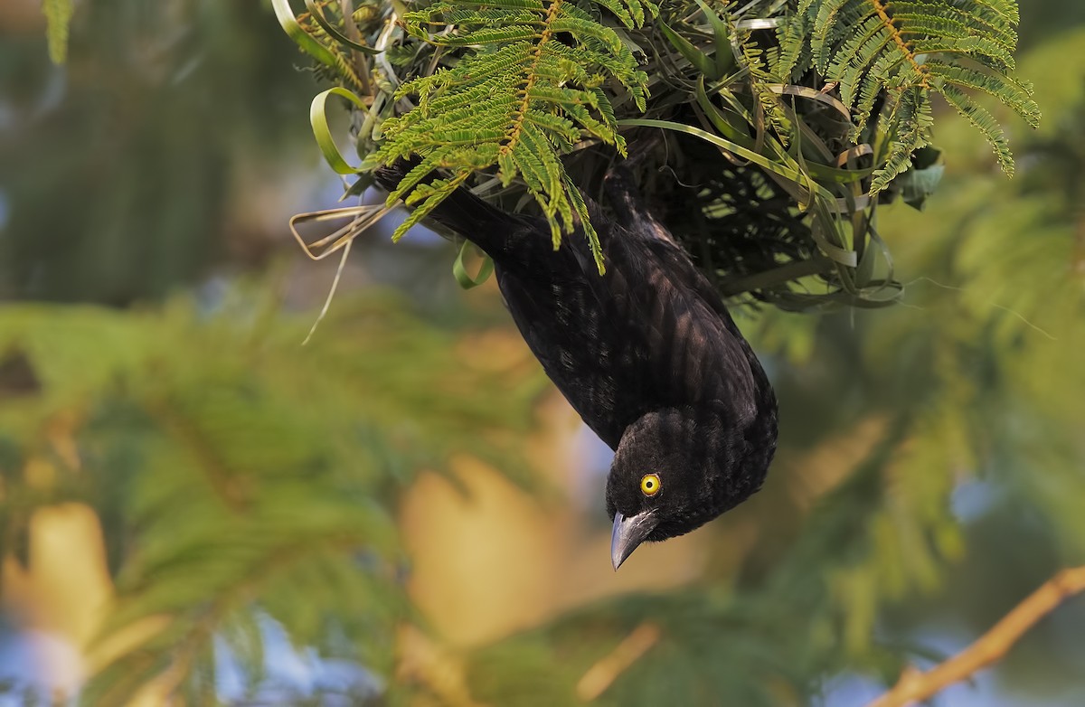 Vieillot's Black Weaver - ML206441831