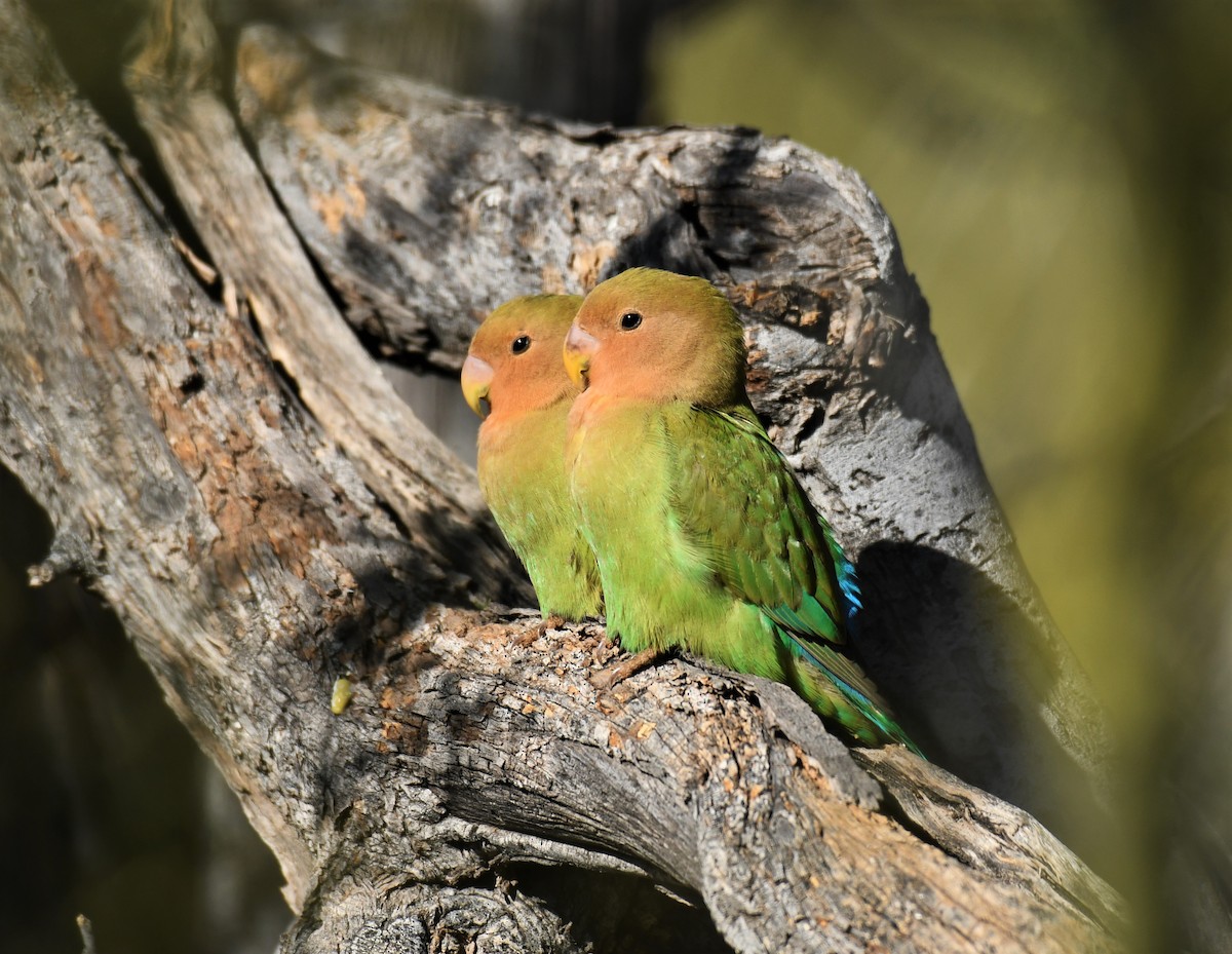 Rosy-faced Lovebird - Joe Girgente