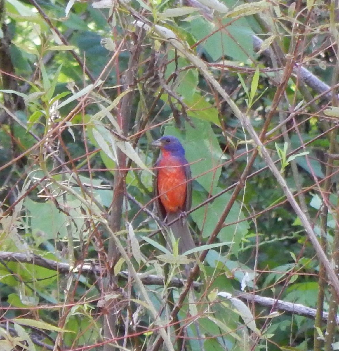 Painted Bunting - ML20644351
