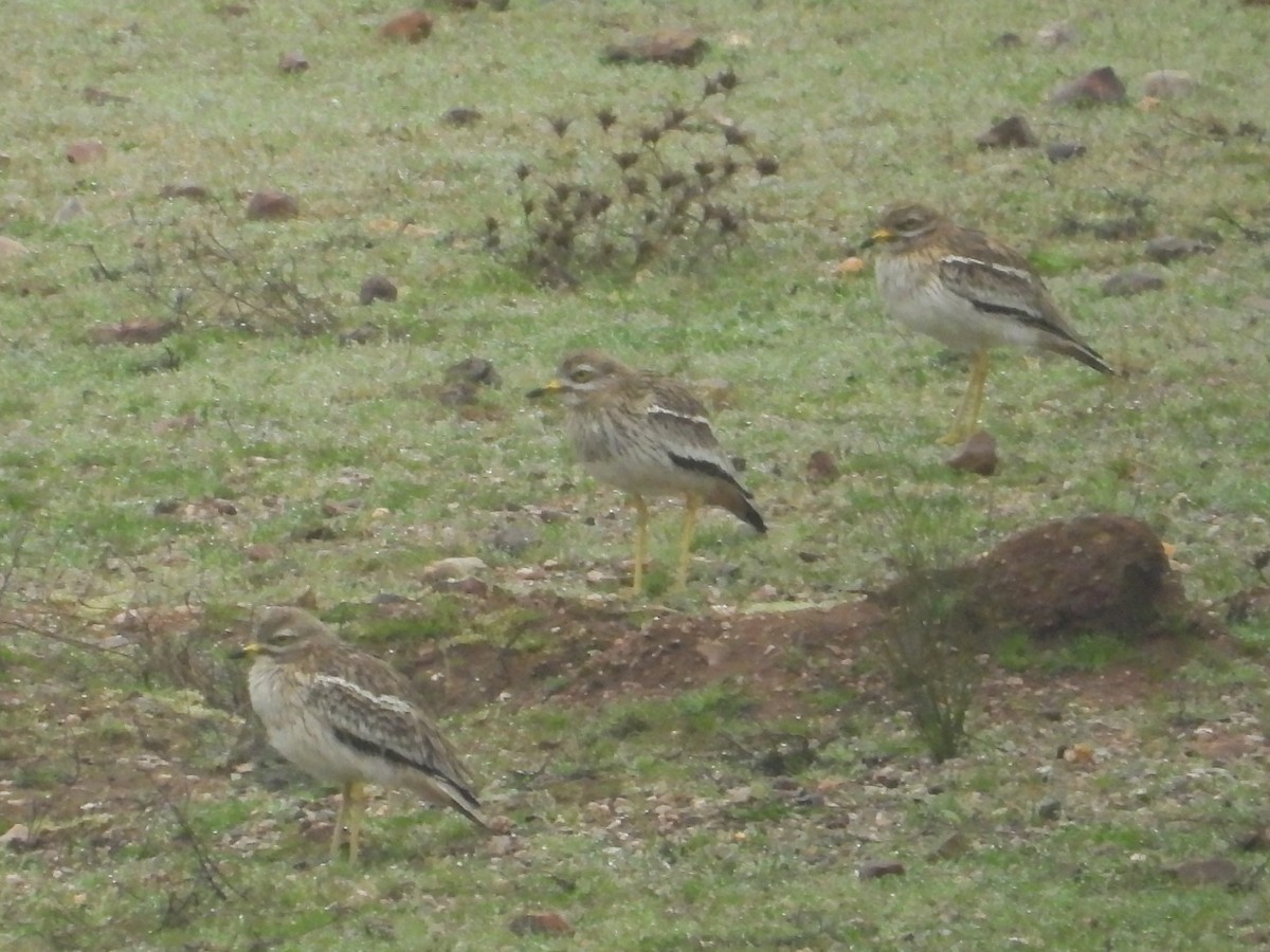 Eurasian Thick-knee - ML206447241
