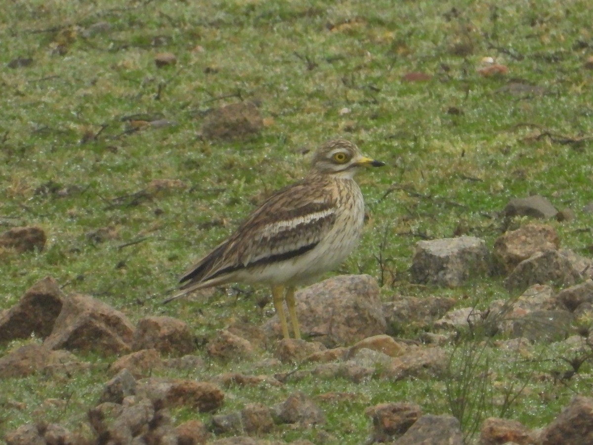 Eurasian Thick-knee - ML206447281