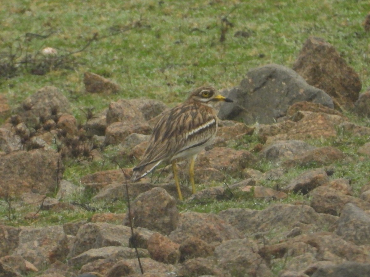 Eurasian Thick-knee - ML206447341