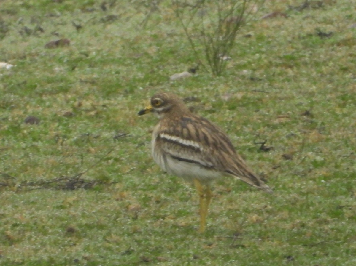 Eurasian Thick-knee - ML206447491