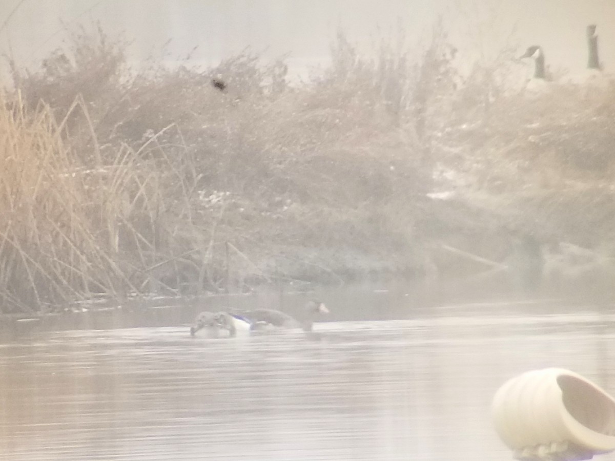 Greater White-fronted Goose - ML206447941