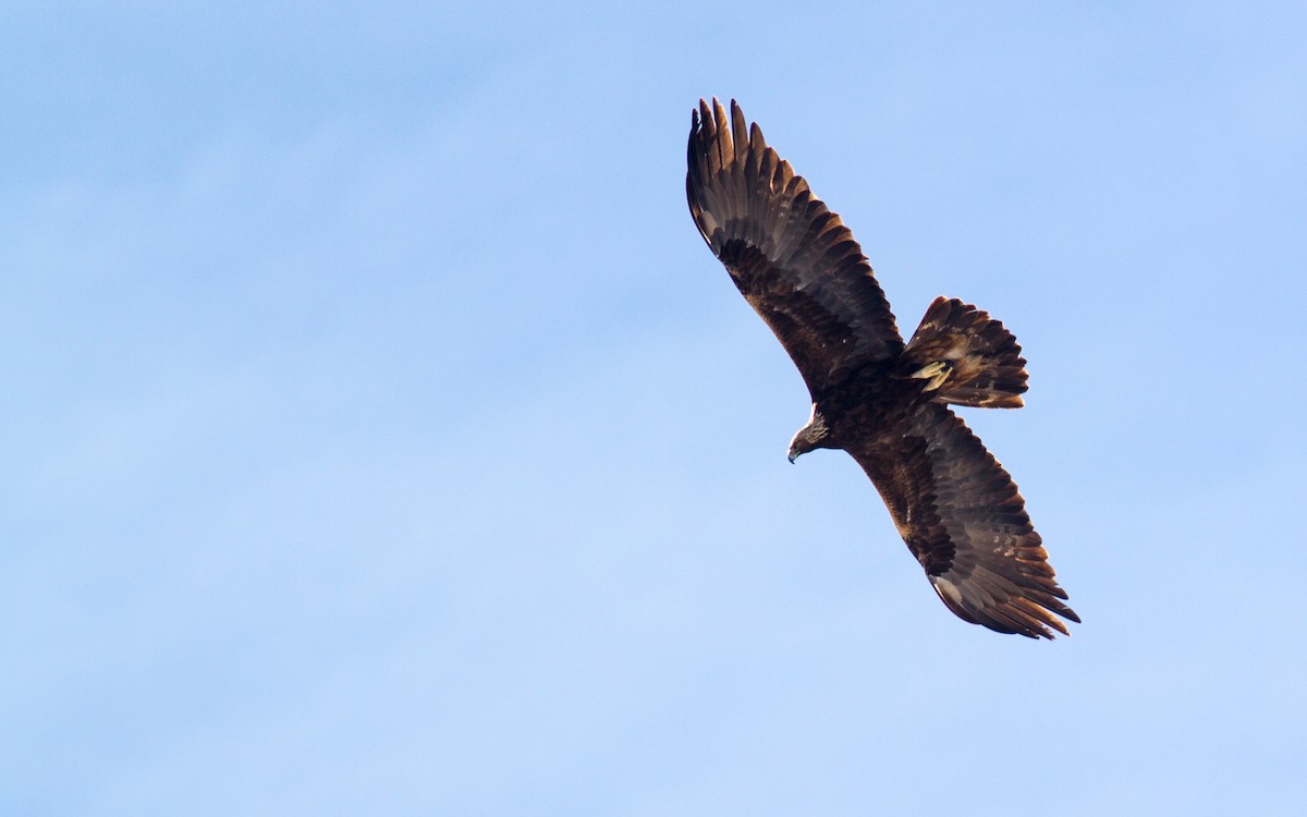 Águila Real - ML206448201