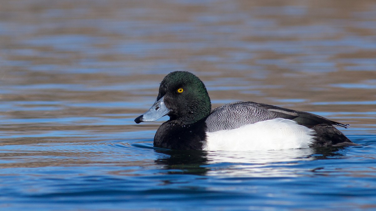 Greater Scaup - Fyn Kynd