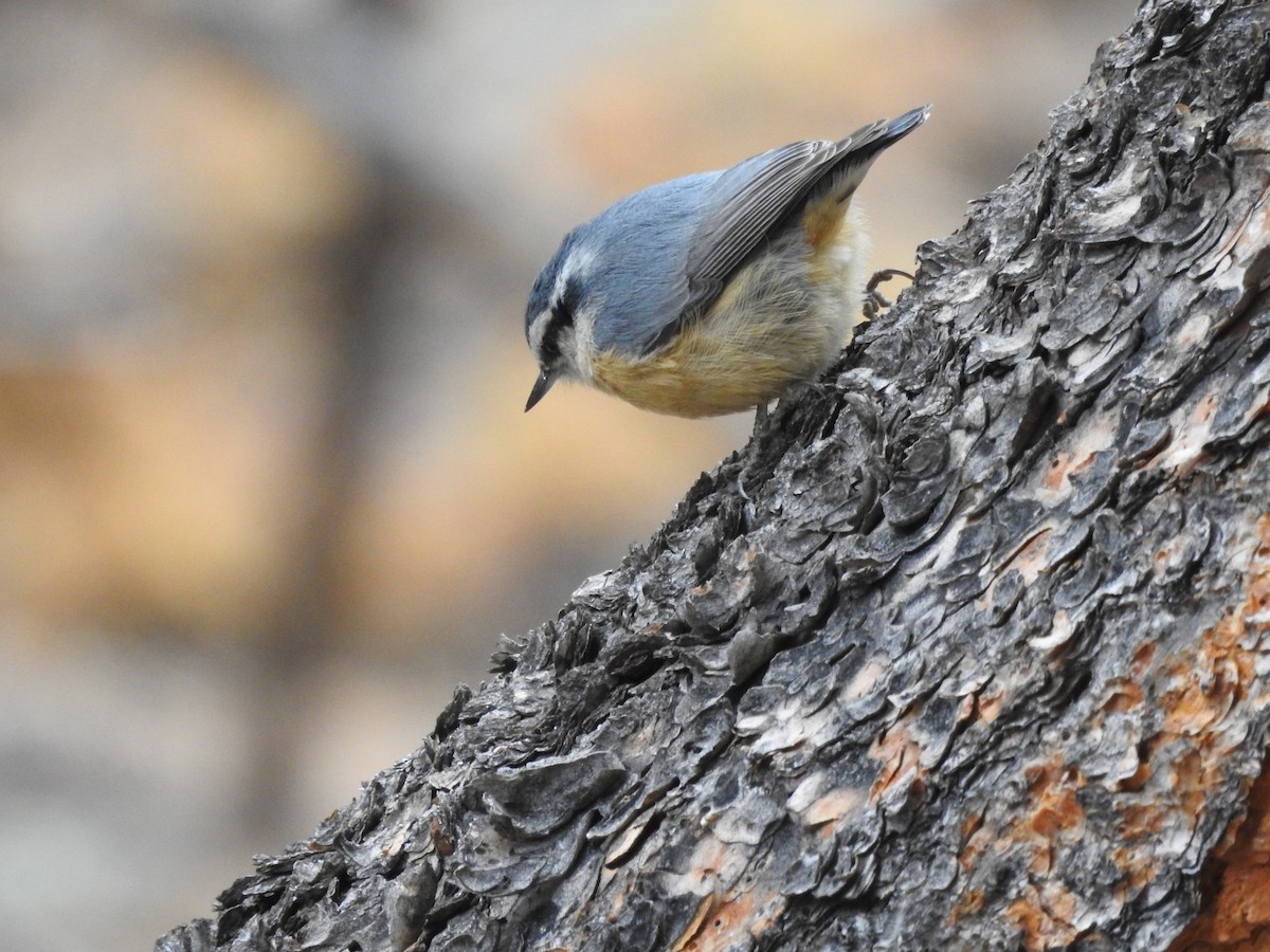 Red-breasted Nuthatch - ML206448761