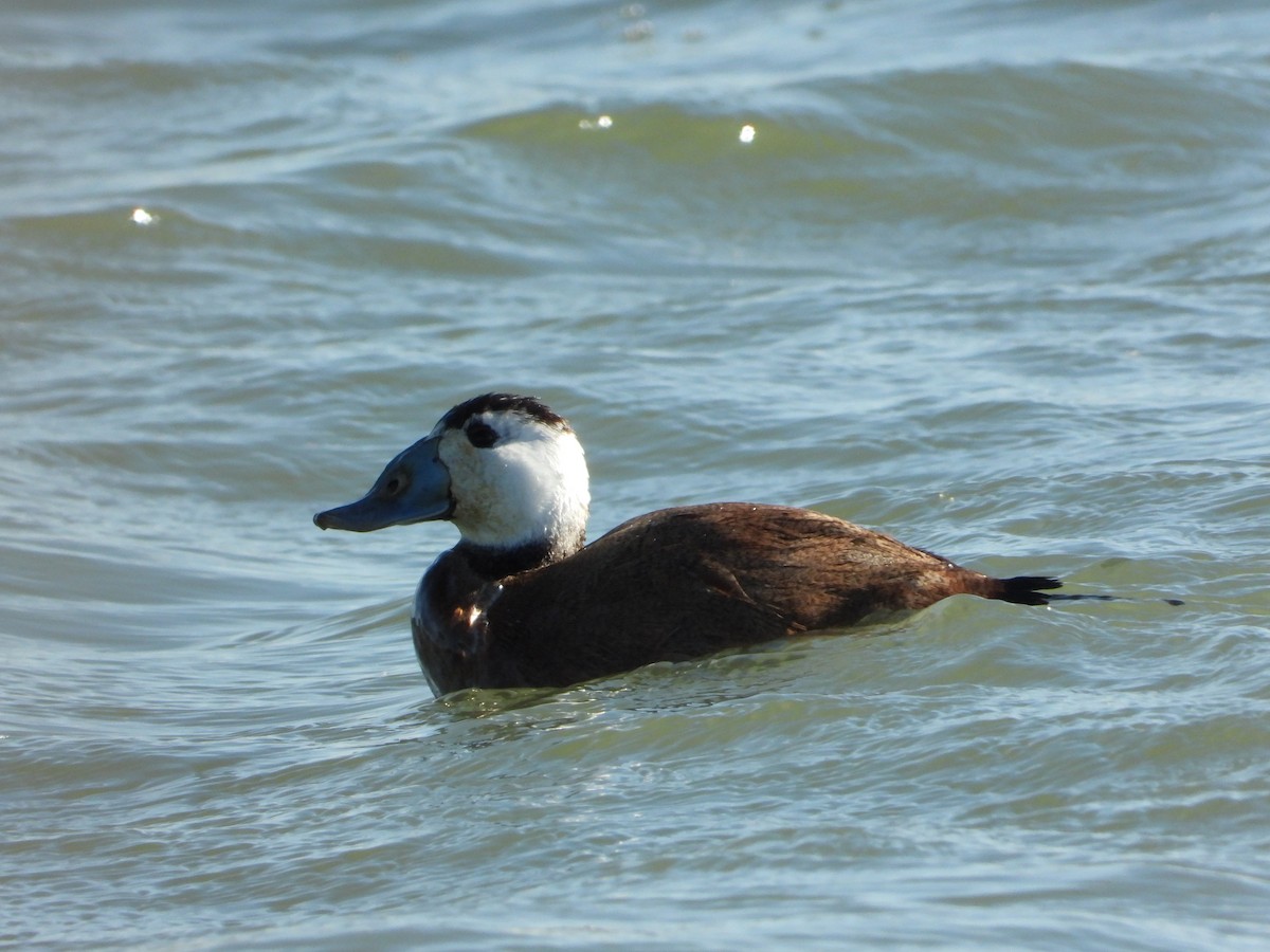 White-headed Duck - Martin Rheinheimer