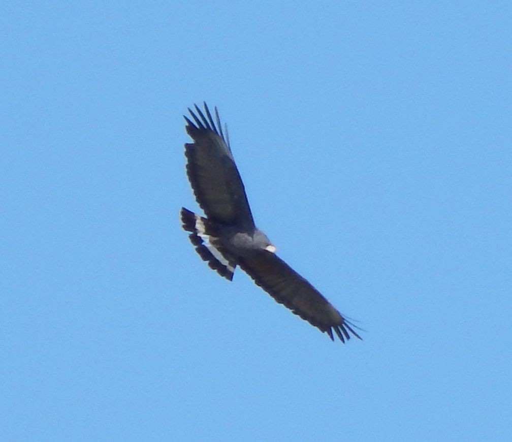 Common Black Hawk - ML20645001