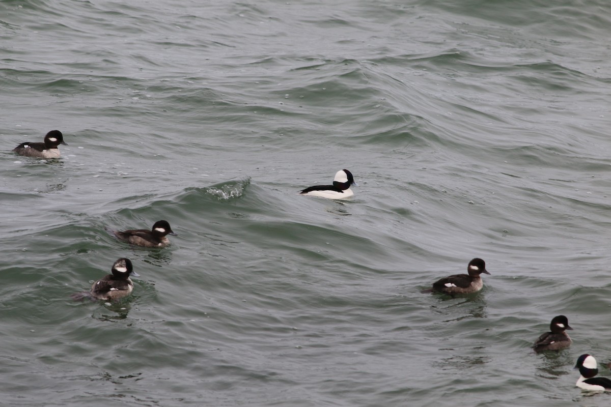 Bufflehead - Steve Keith