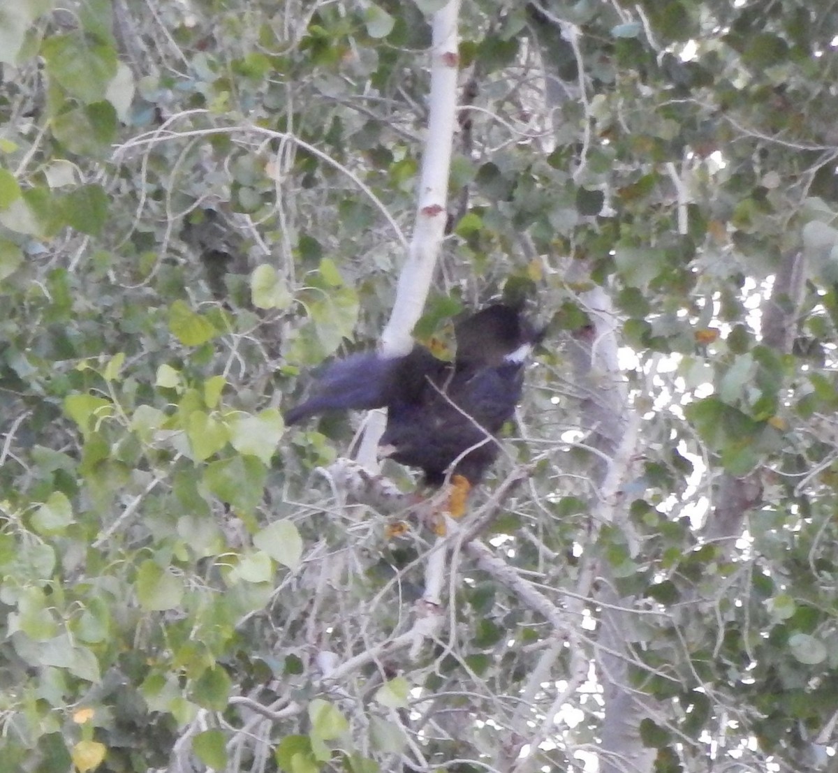 Common Black Hawk - ML20645031