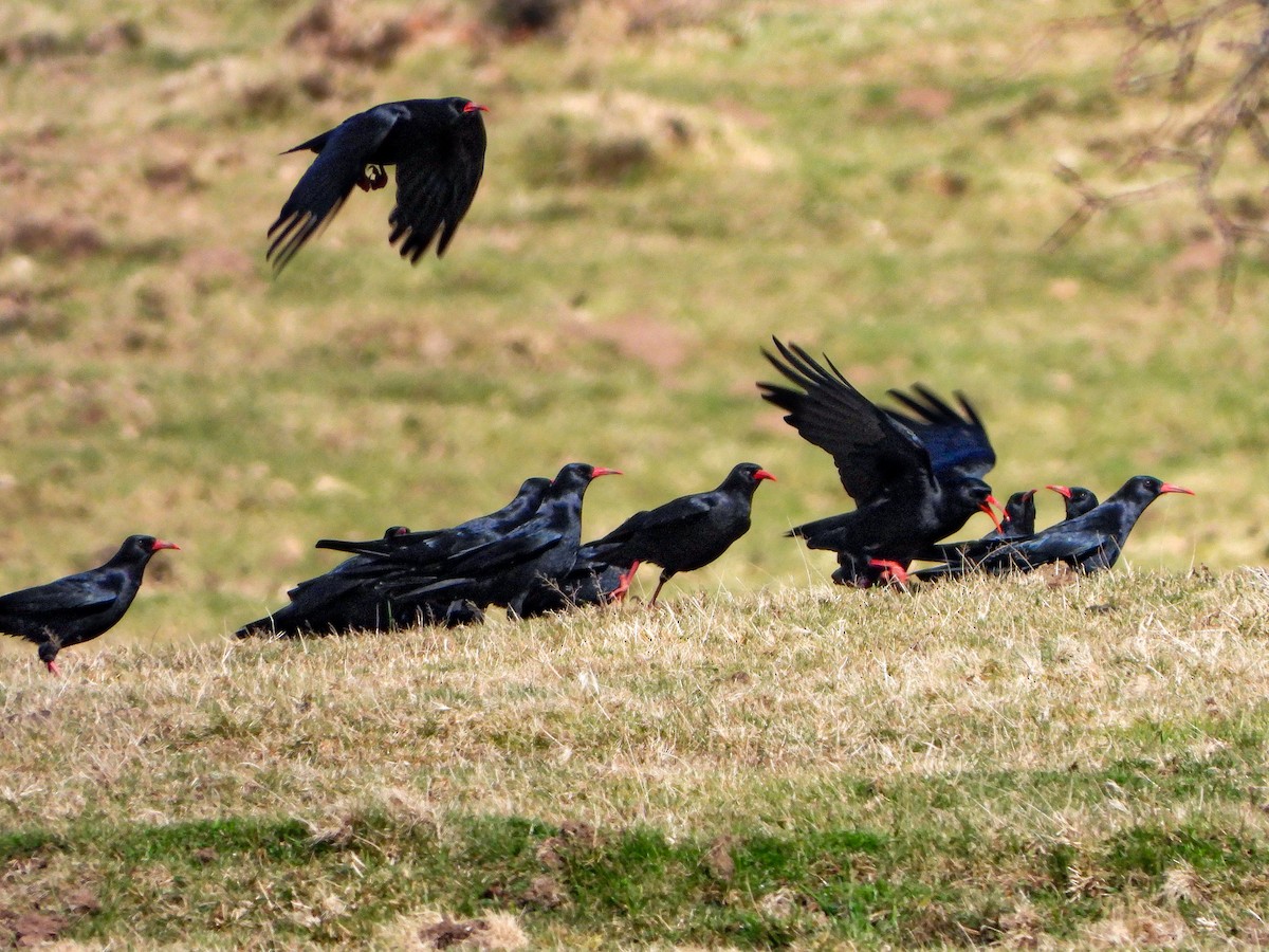 Red-billed Chough - ML206455341