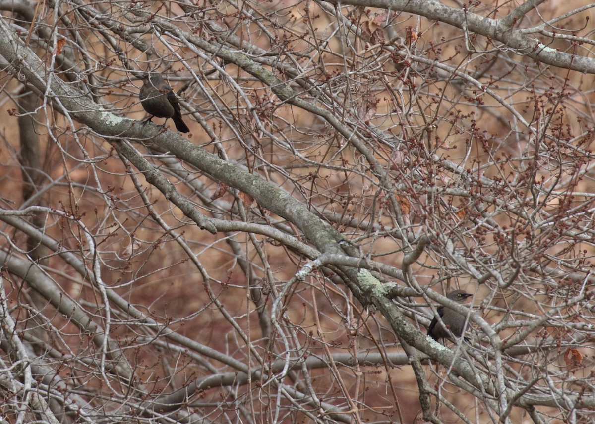 Rusty Blackbird - ML206455391