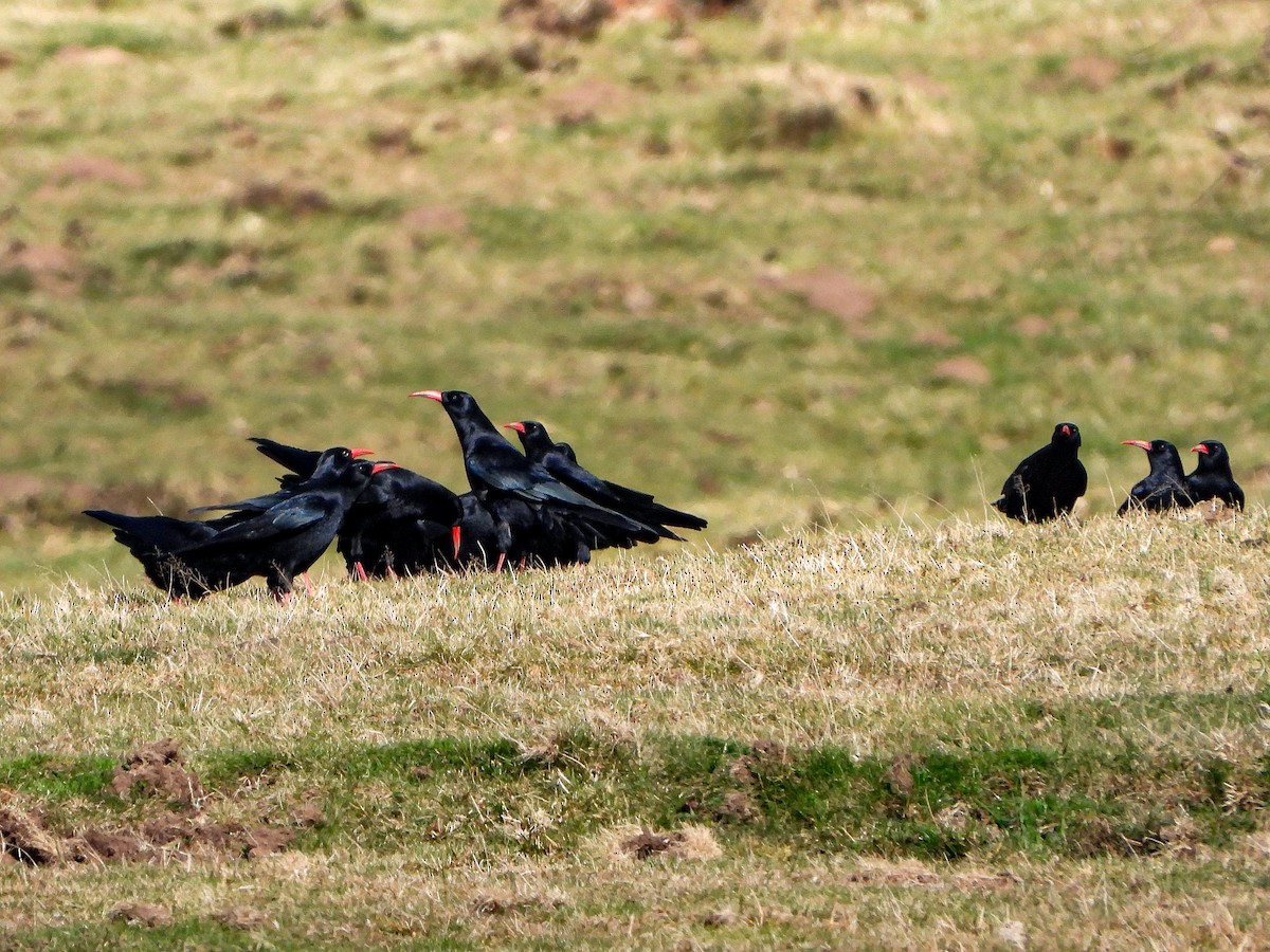 Red-billed Chough - ML206455451