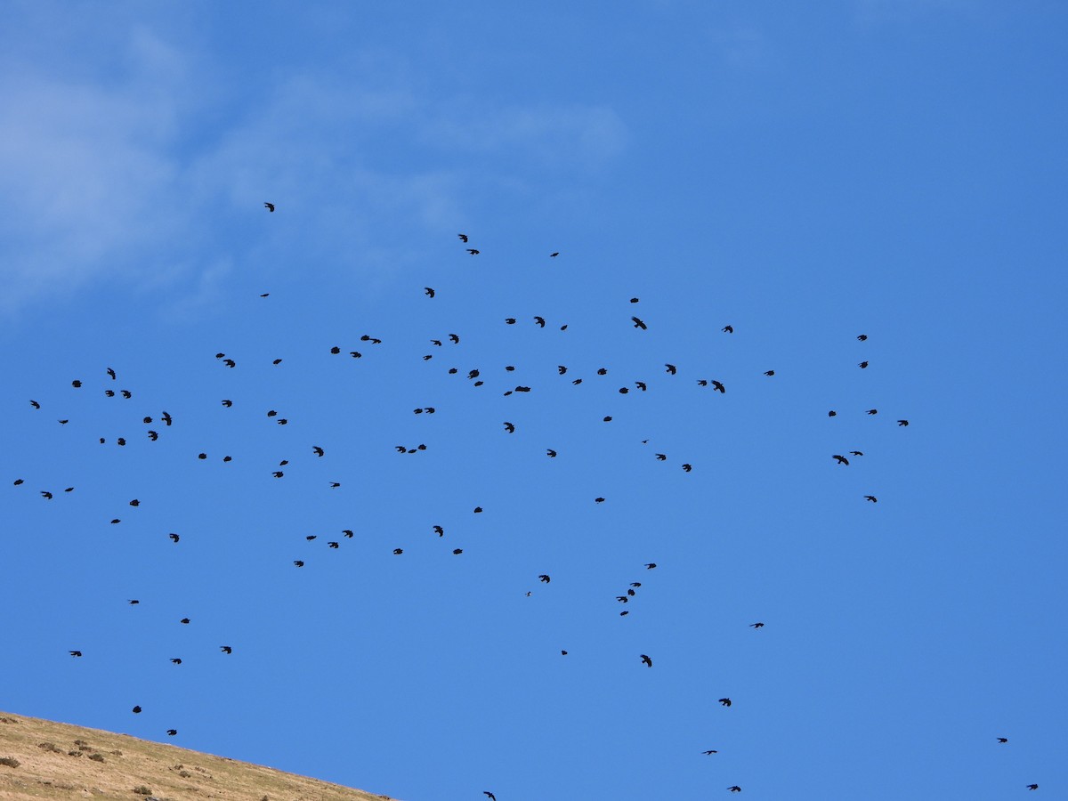 Red-billed Chough - Aitor Zabala