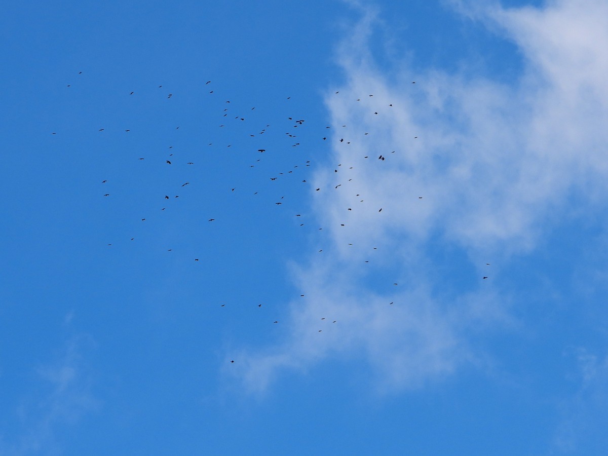 Red-billed Chough - ML206455691