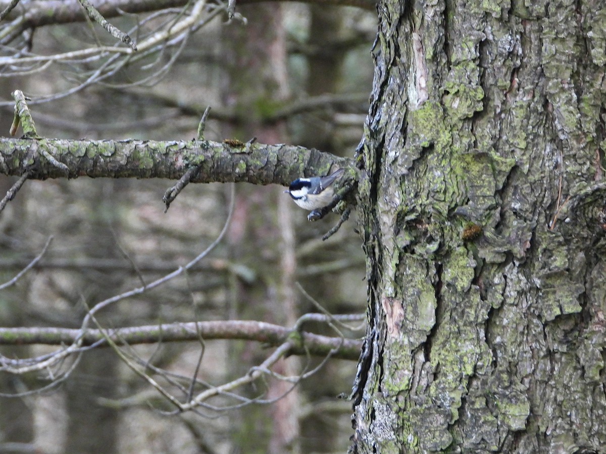 Coal Tit - ML206456571