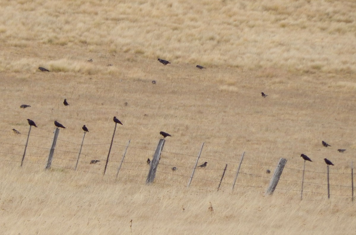 American Crow - ML20645711