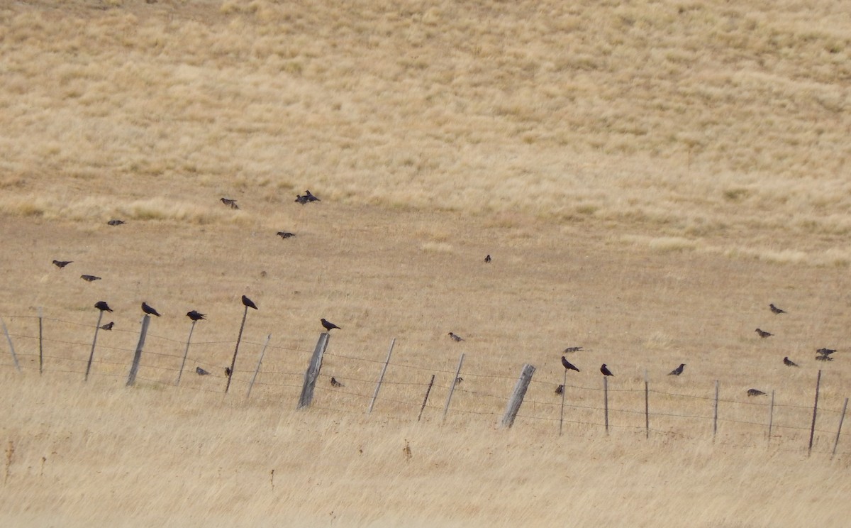 American Crow - ML20645721