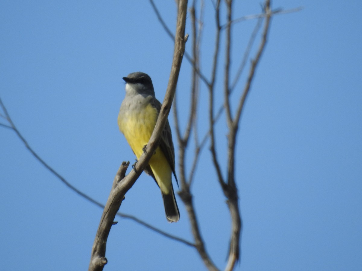 Cassin's Kingbird - ML206457671